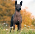 Xoloitzcuintle
